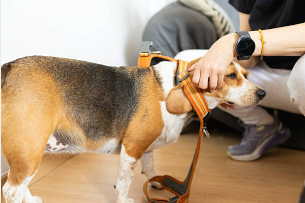 Built for pets. Designed for peace of mind.